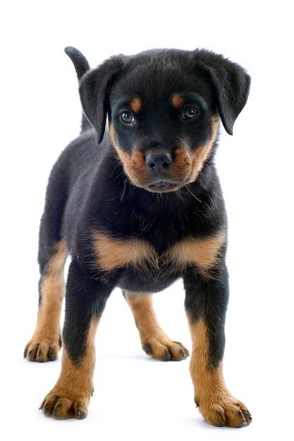 Rottweiler szczeniak na bielu