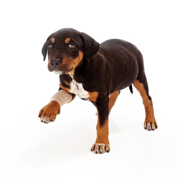 Rottweiler Szczeniak Rannych Łapa
