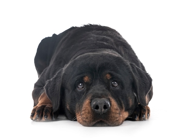 rottweiler w studio