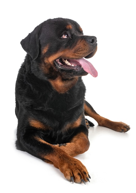 rottweiler w studio