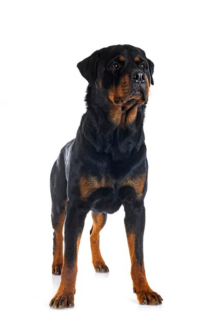 rottweiler w studio