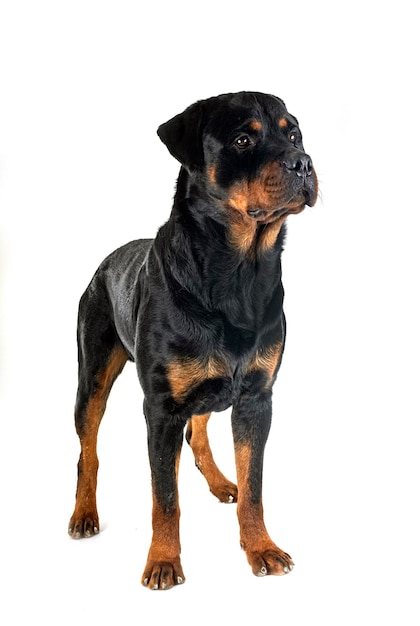 rottweiler w studio