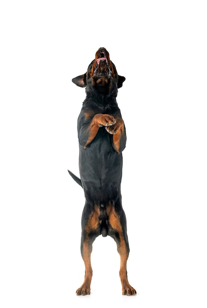 rottweiler w studio