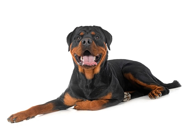 Rottweiler w studiu