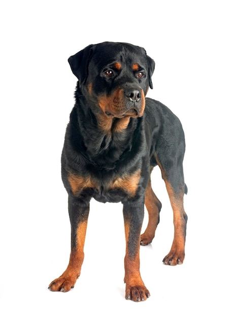 Rottweiler w studiu.