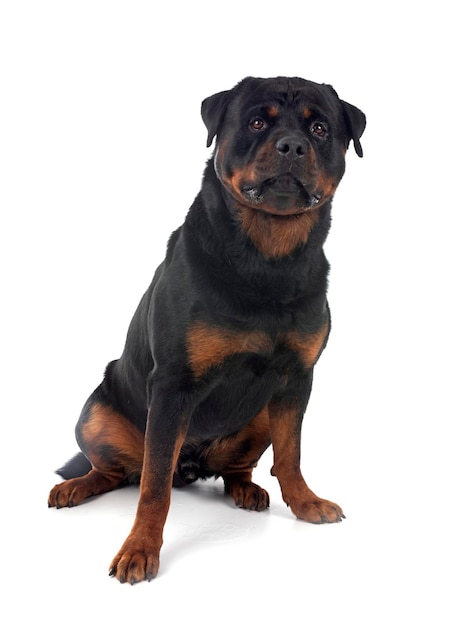 Rottweiler w studiu.