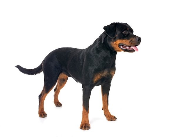 Rottweiler w studiu.