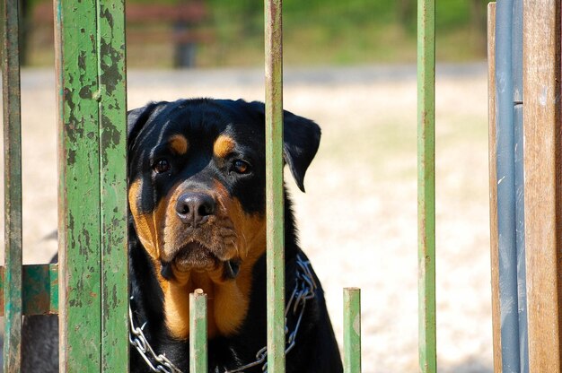 Rottweiler widoczny przez uszkodzony ogrodzenie