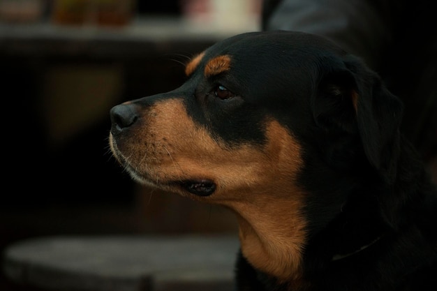 Rottweiler z boku