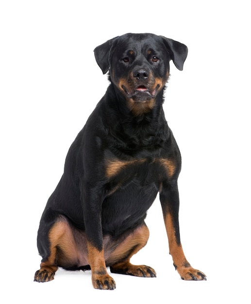 Rottweiler