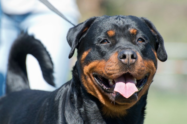 Rottweiler