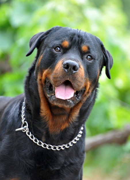 Rottweiler