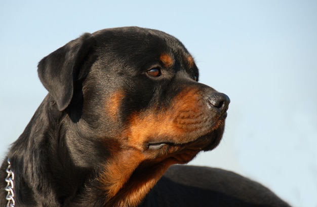 Rottweiler