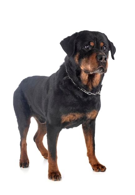 Rottweiler