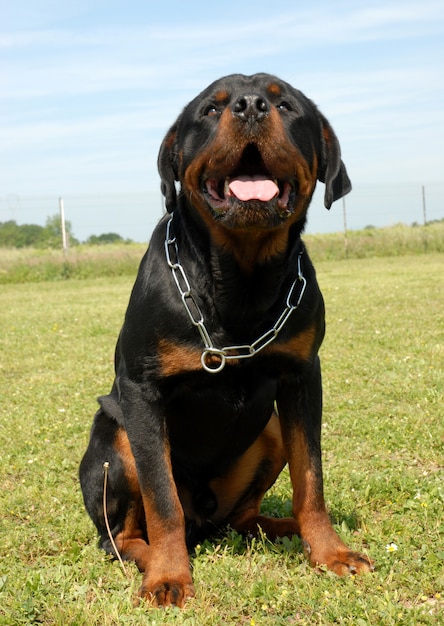 Rottweiler