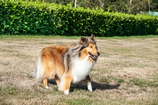 Rough Coated Czarny i sobolowy Collie stojący na trawniku w ogrodzie