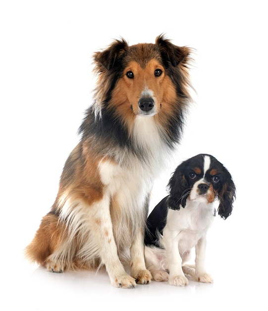 Rough Collie I Cavalier King Charles