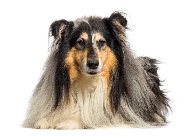 Rough Collie leżący przed białym tłem