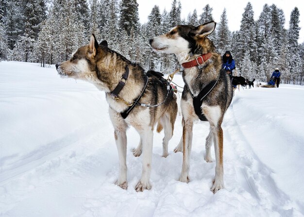 Rovaniemi, Finlandia - 3 marca 2017: Ludzie na saniach psów Husky w zimowym lesie, Rovaniemi, Laponia, Północna Finlandia