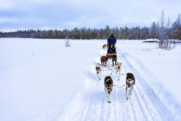 Rovaniemi, Finlandia - 3 Marca 2017: Psy Husky Na Sankach Na Zamarzniętym Jeziorze Zimą W Rovaniemi, Laponia, Północna Finlandia