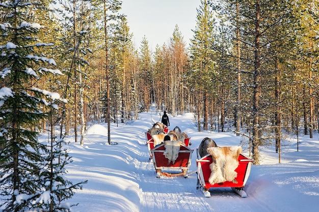 Rovaniemi, Finlandia - 5 marca 2017: Ludzie w karawanie saniami na renifery w zimowym lesie w Rovaniemi, fińska Laponia