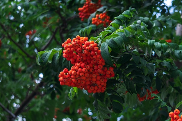 Rowan gałąź z garstką czerwonych dojrzałych jagód sorbus aucuparia drzewo blisko