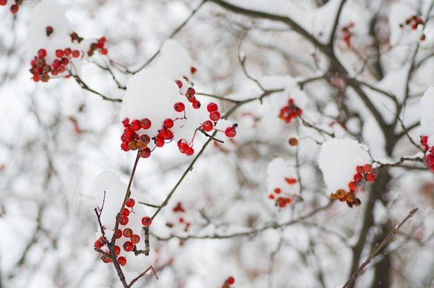 Rowan W śniegu