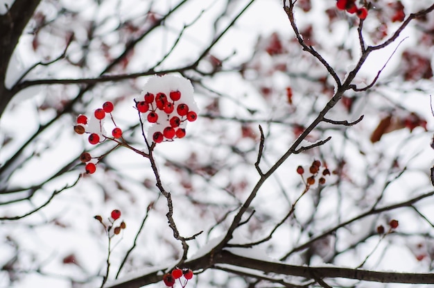 Rowan w śniegu