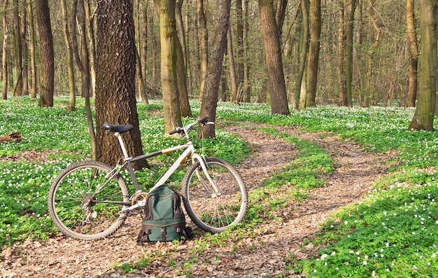 Rower i plecak na ścieżce w lesie