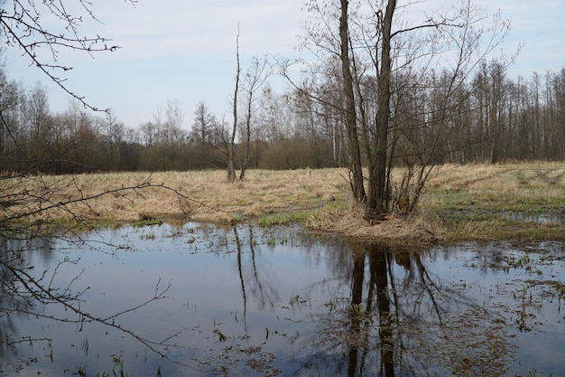 Zdjęcie równina powodziowa na łące wiosną las kampinos w polsce