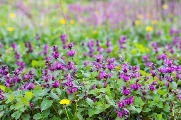 Zdjęcie równina z kwitnącymi roślinami wiosennymi fioletowy martwy nettle i pączka kopiować przestrzeń