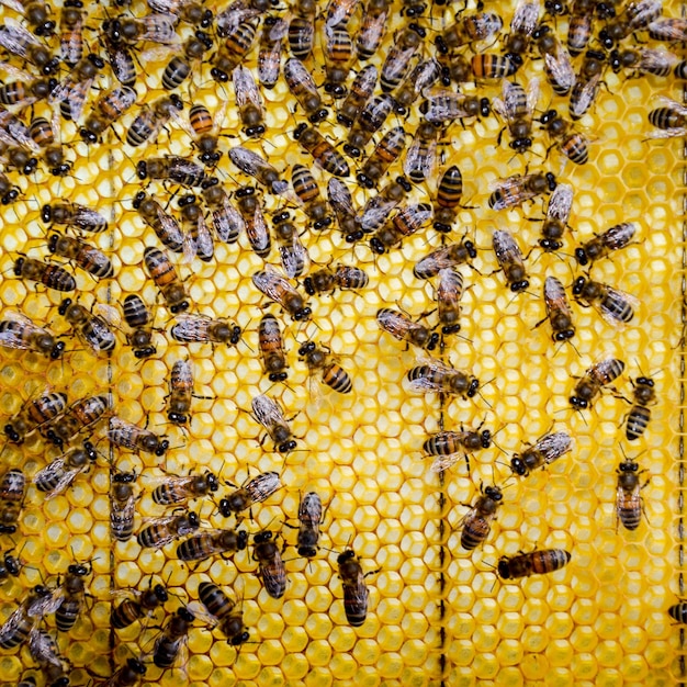 Zdjęcie roy pszczoły na woskowych grzbietach pszczoła wąwozowa płytka z grzbietem z ula pszczola miodowa