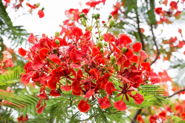 Royal Poinciana Lub Flamboyant (delonix Regia)