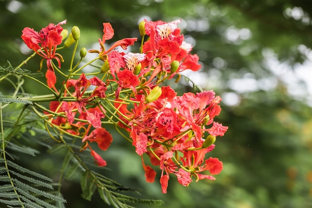 Royal Poinciana lub Flamboyant (Delonix regia)