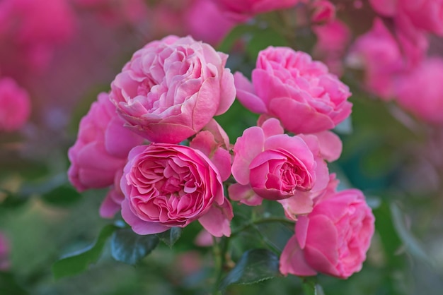 Zdjęcie róża burbon w letnim ogrodzie różowy kwiat róży burbon