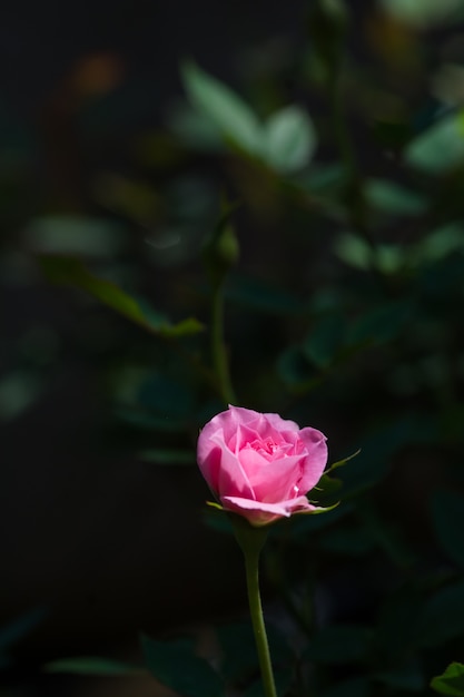 Róża i ciepłe światło w ogrodzie