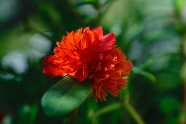 Róża mchu lub czerwony kwiat Portulaca grandiflora na naturalnym tle