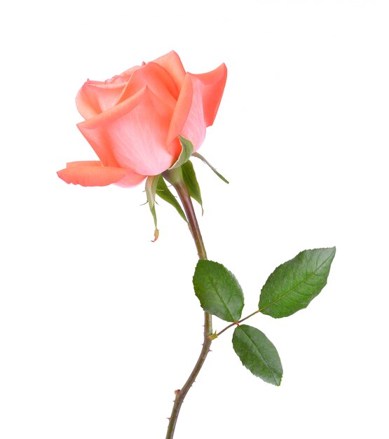Róża Na Białej ścianie