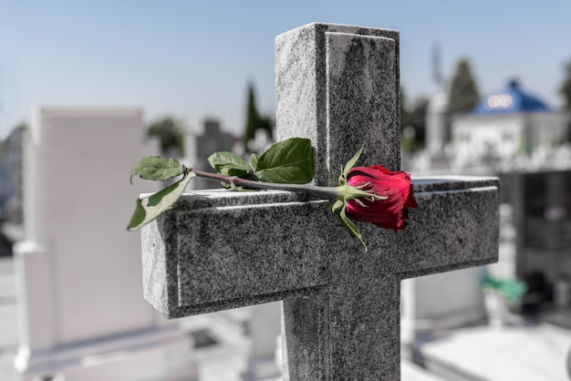 Róża na cmentarzu z nagrobkiem