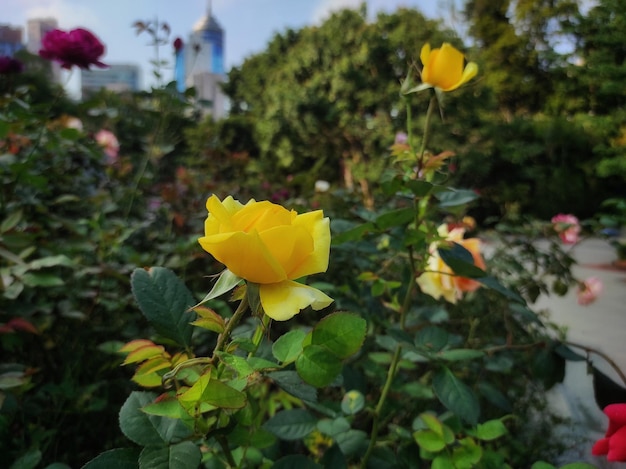 Róża pokoju formalnie Rosa 'Madame A Meilland' to dobrze znana i odnosząca sukcesy róża ogrodowa