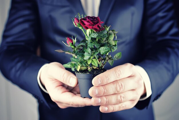 Róża w doniczce mężczyzna trzyma w ręku
