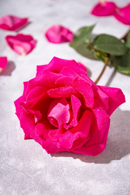 Zdjęcie róża w kolorze fuksji na stole z bliska różowa róża na szarym tle pionowe zdjęcie