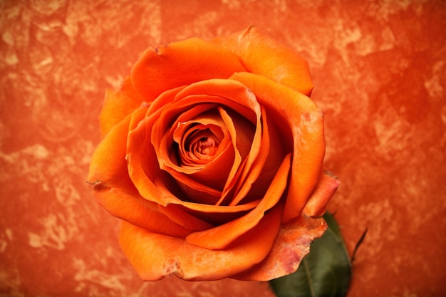 Róża w kolorze pomarańczowym i zielonym