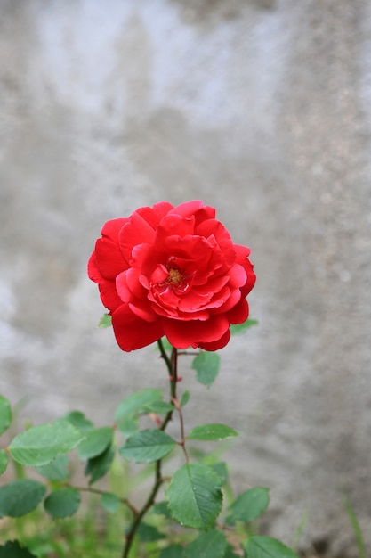 Róża w ogrodzie letnim