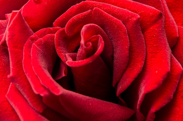Róża z bliska. Widok z góry na piękny ciemny czerwony ros. Różany tło