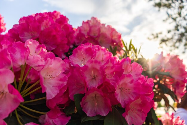 Różanecznik kwitnące kwiaty w wiosennym ogrodzie. Rododendron pacyficzny lub wiecznie zielony krzew różany kalifornijskiej. Piękny różowy rododendron z bliska
