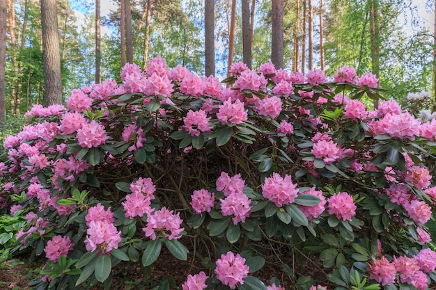 Różanecznik różowy bujny kwiat w szkółce rododendronów Eksperymentalna szkółka rododendronów Babite of University of Latvia