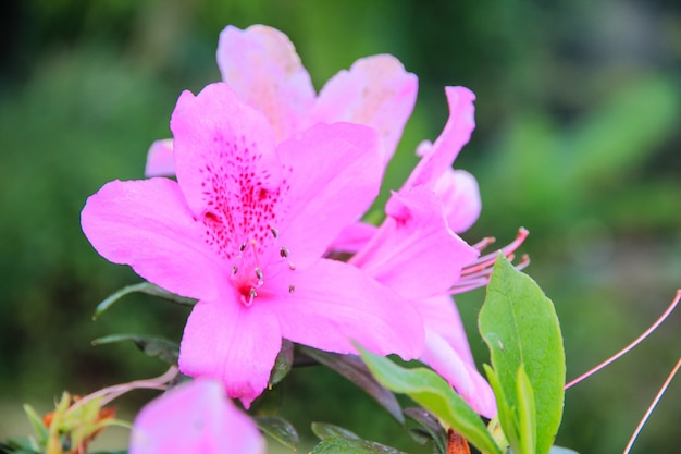 Różanecznik różowy kwitnące kwiaty w ogrodzie. Rododendron pacyficzny lub wiecznie zielony krzew różany kalifornijskiej. Piękny różowy rododendron z bliska