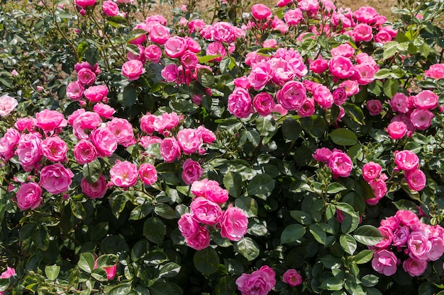 różany krzew różowy świeży piękny krzew róż w letni dzień w ogrodzie botanicznym