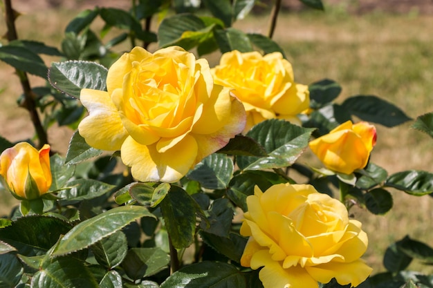 różany krzew żółty świeże piękne róże w letni dzień w ogrodzie botanicznym